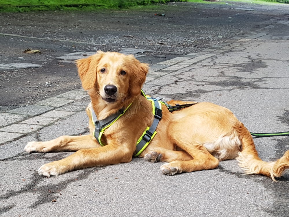 Alltagstraining Hundeschule Dog Trainer Mobil