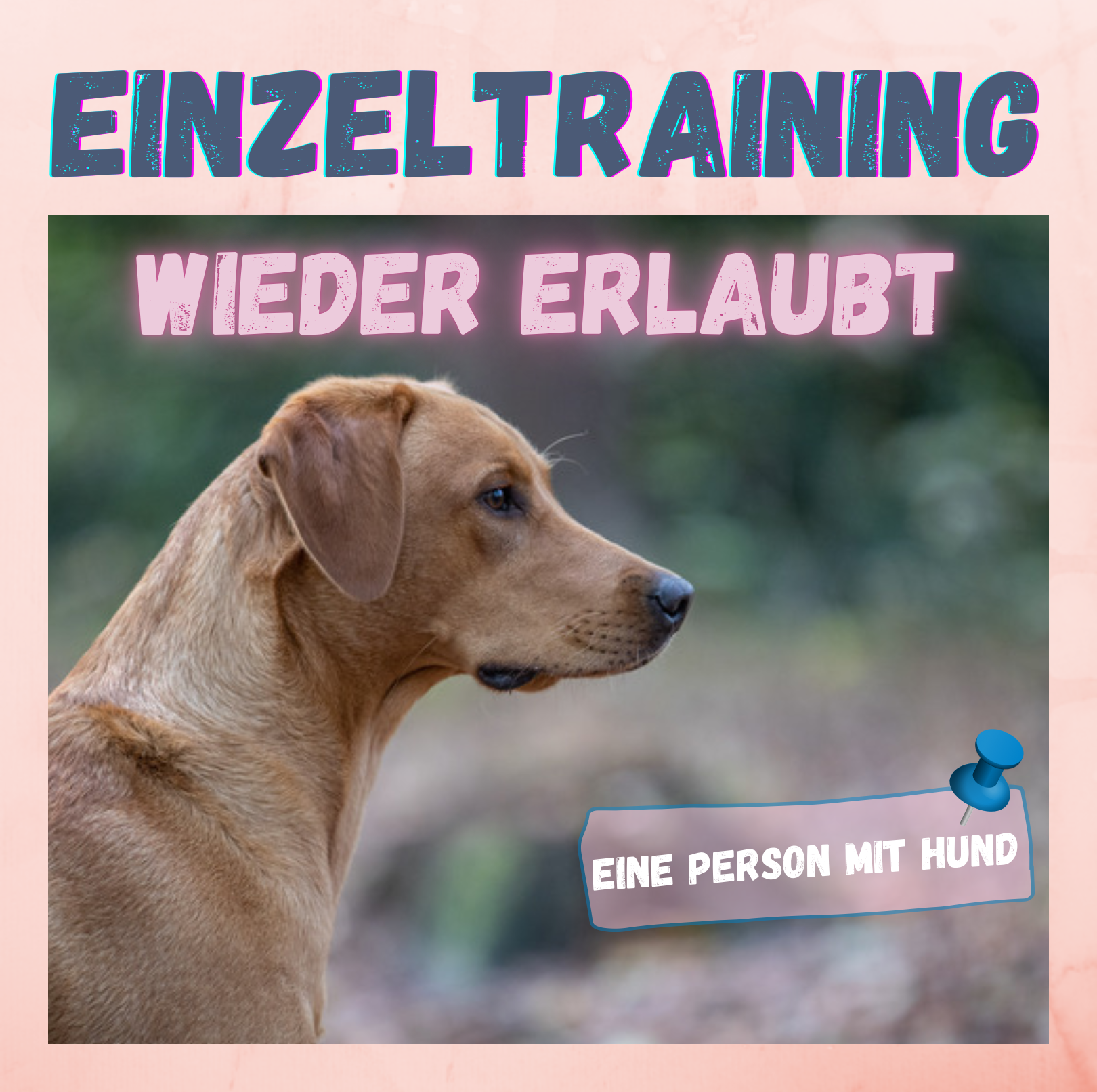 Welpenschule & Hundeschule Dog Trainer Mobil in Langenfeld und Solingen- Einzeltraining