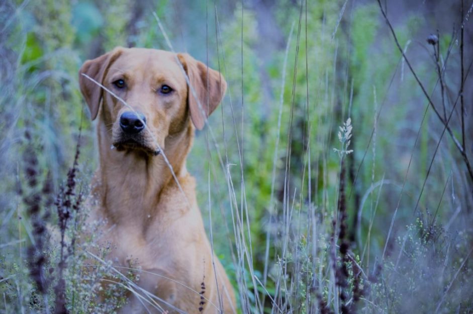 Welpenschule-Hundeschule-Dog-Trainer-Mobil-in-Langenfeld-und-Solingen-Labrador-Arbeitslinie- Welpenschule & Hundeschule Dog Trainer Mobil in Langenfeld und Solingen
