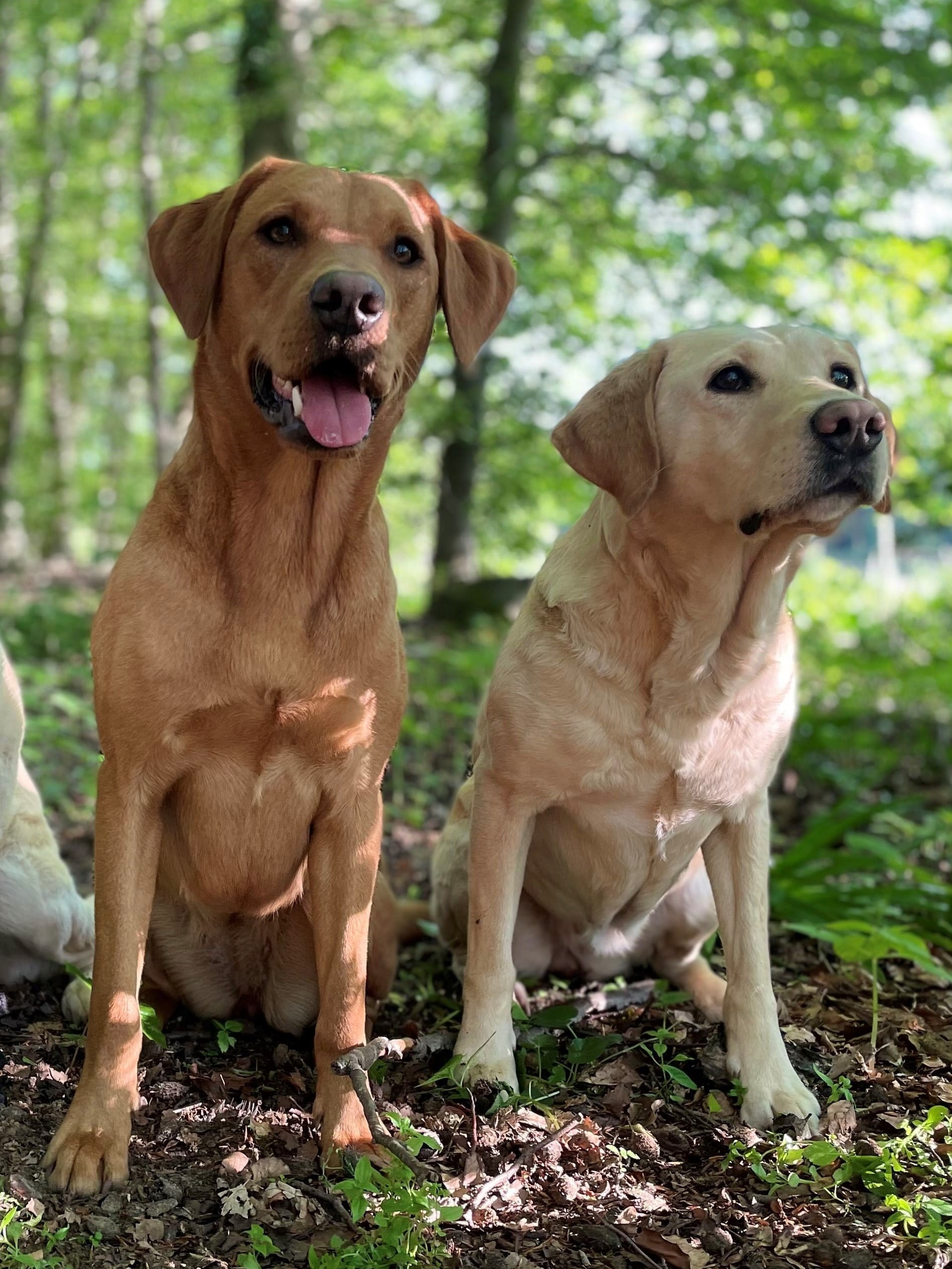 retriever fortgeschritten