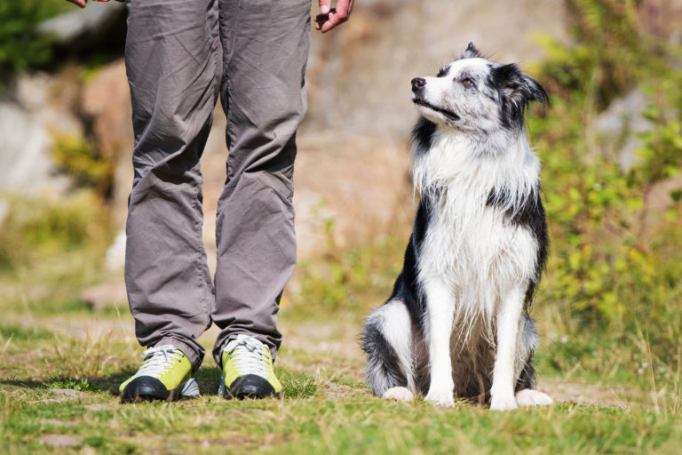 Border Collie bei der Übung Grundstellung bei der Hundeschule Dog Trainer Mobil in Langenfeld Border Collie bei der Übung Grundstellung bei der Hundeschule Dog Trainer Mobil in Langenfeld