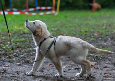 Golden Retriever Welpe beim Blickkontakt Training im Welpenkurs in Langenfeld bei der Hundeschule Dog Trainer Mobil in Langenfeld