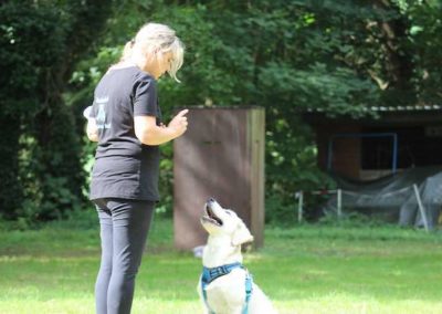 Hundetrainerin mit Golden Retriever Welpe beim Grundlagen Training im Welpenkurs in Langenfeld bei der Hundeschule Dog Trainer Mobil in Langenfeld