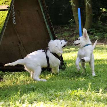 Zwei spielende Golden Retriever Welpen auf unserem Hundeplatz in Solingen in der Hundeschule Dog Trainer Mobil in Langenfeld und Solingen Zwei spielende Golden Retriever Welpen auf unserem Hundeplatz in Solingen in der Hundeschule Dog Trainer Mobil in Langenfeld und Solingen