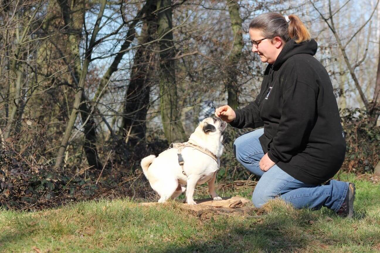 Hundetrainerin Mandy Wildow beim Einzeltraining in Leichlingen bei der Hundeschule Dog Trainer Mobil in Leichlingen Hundetrainerin Mandy Wildow beim Einzeltraining in Leichlingen bei der Hundeschule Dog Trainer Mobil in Leichlingen