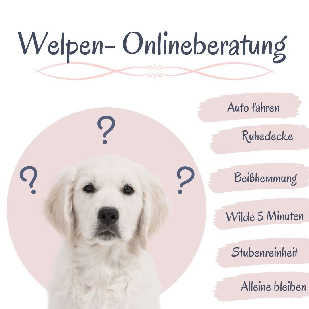Welpen Onlineberatung Welpenschule Langenfeld