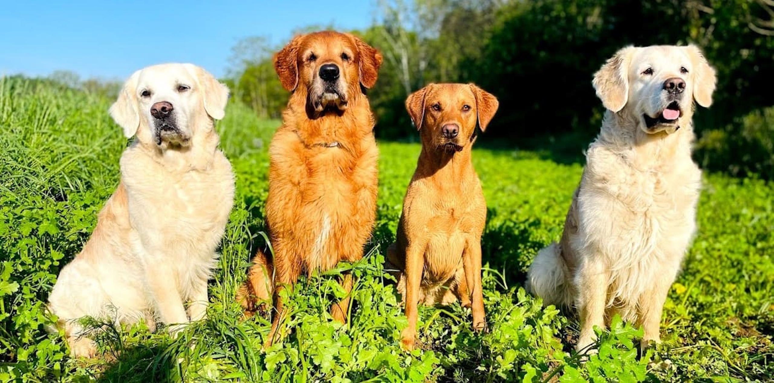 Drei Golden Retriever und ein Fox-red Labrador im Sitz outdoor - Retriever-Special - bei der Hundeschule Dog Trainer Mobil in Langenfeld und Solingen Drei Golden Retriever und ein Fox-red Labrador im Sitz outdoor - Retriever-Special - bei der Hundeschule Dog Trainer Mobil in Langenfeld und Solingen