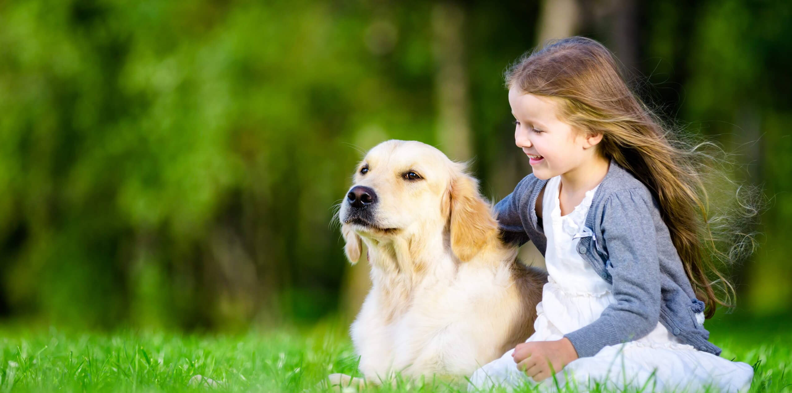 Golden Retriever im Platz beispielhaft für Junghundkurs bei der Hundeschule Dog Trainer Mobil in Langenfeld und Solingen Golden Retriever im Platz beispielhaft für Junghundkurs bei der Hundeschule Dog Trainer Mobil in Langenfeld und Solingen