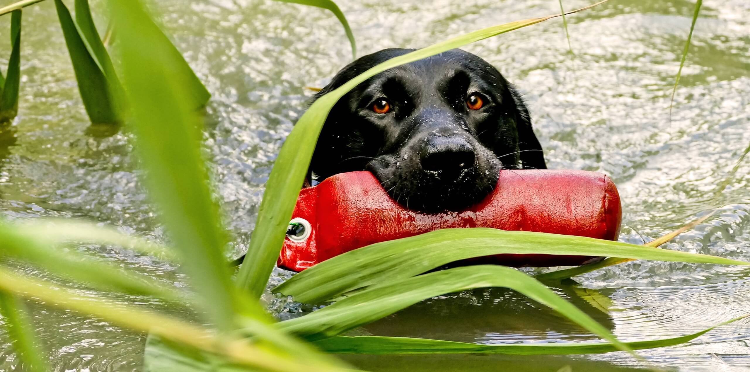 Schwarzer Labrador beim Dummytraining im Wasser beim Fun- & Beschäftigungskurs in Langenfeld bei der Hundeschule Dog Trainer Mobil in Langenfeld Schwarzer Labrador beim Dummytraining im Wasser beim Fun- & Beschäftigungskurs in Langenfeld bei der Hundeschule Dog Trainer Mobil in Langenfeld