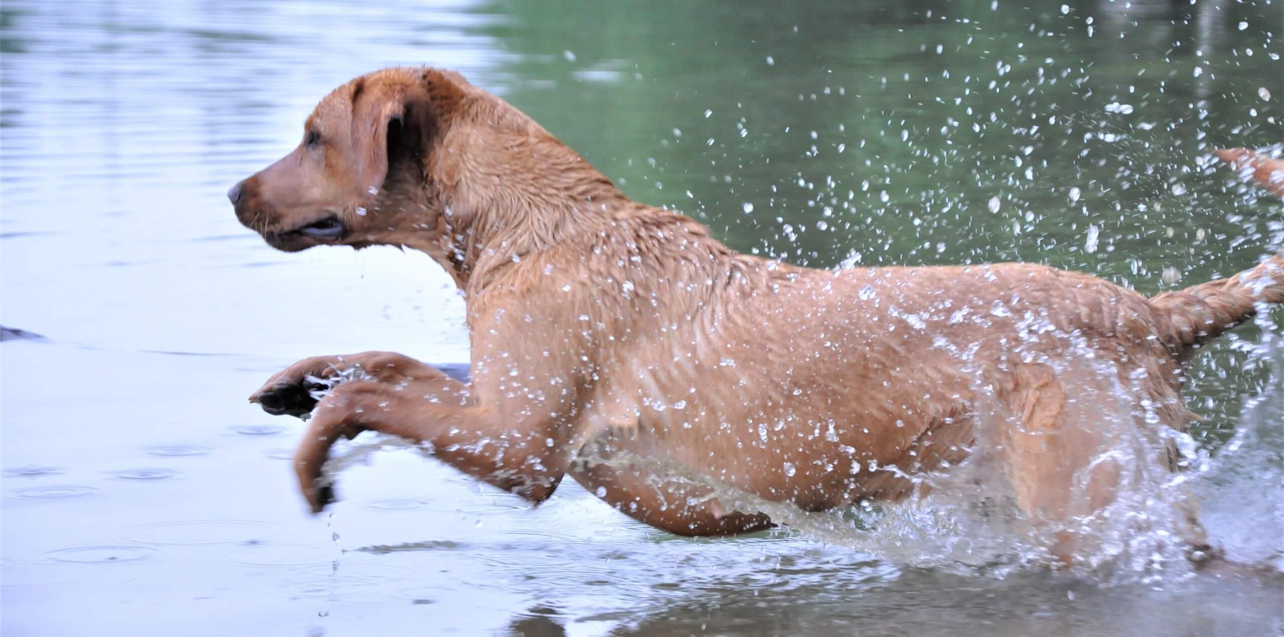Retriever im Wasser bei der Hundeschule Dog Trainer Mobil in Langenfeld und Solingen Retriever im Wasser bei der Hundeschule Dog Trainer Mobil in Langenfeld und Solingen