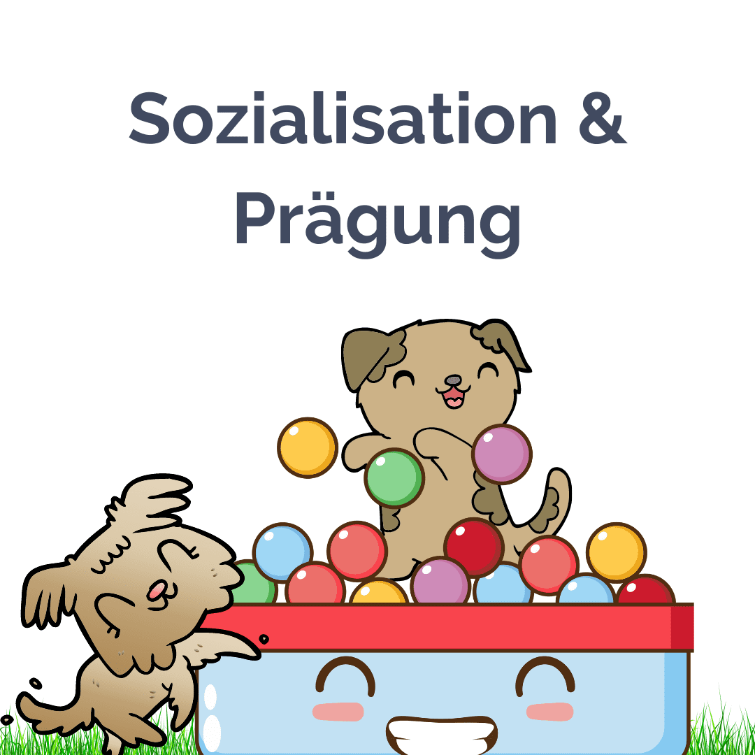 Sozialisierung und Prägung