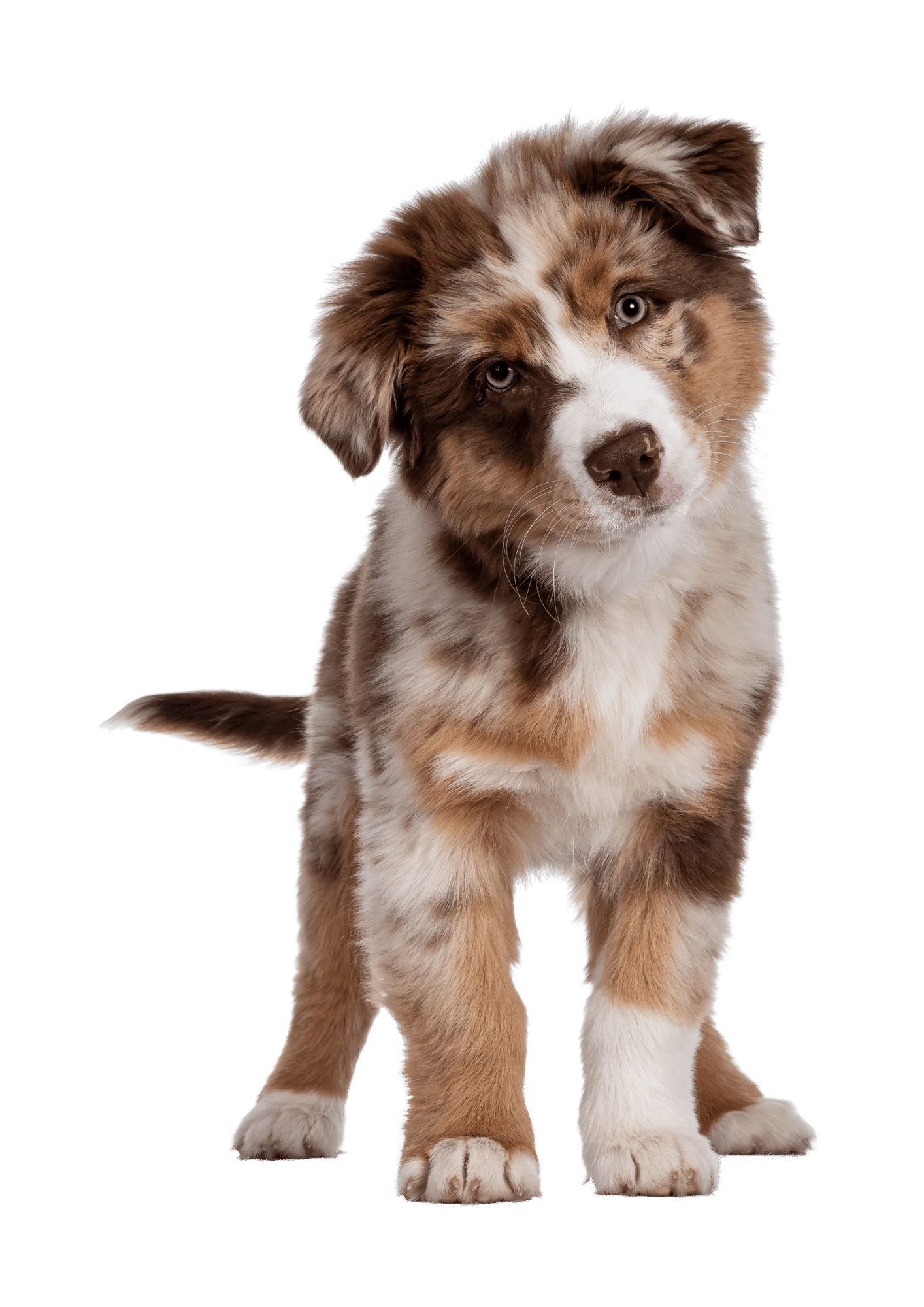 Hundewelpen