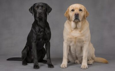 Showlinie oder Arbeitslinie beim Retriever