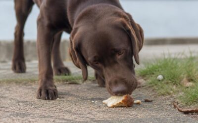 Dein Hund frisst draußen wirklich alles auf