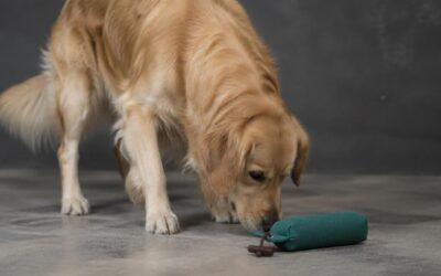 Dein Hund verliert beim Training die Motivation