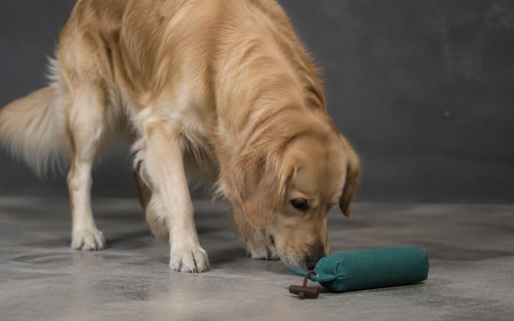 Dein Hund verliert beim Training die Motivation