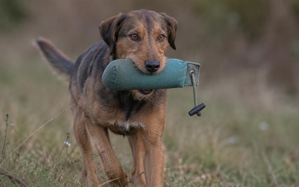 Ist Dummytraining nur etwas für Retriever?