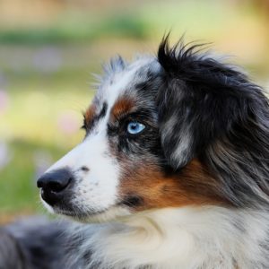 australian-shepherd-3226442_1280 australian-shepherd-3226442_1280