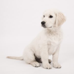 dog-2655468_1920 dog-2655468_1920