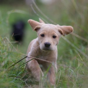 puppy-2642352_1920 puppy-2642352_1920