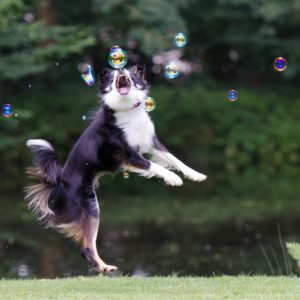 soap-bubbles-672642_1280 soap-bubbles-672642_1280